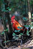 Red Junglefowl